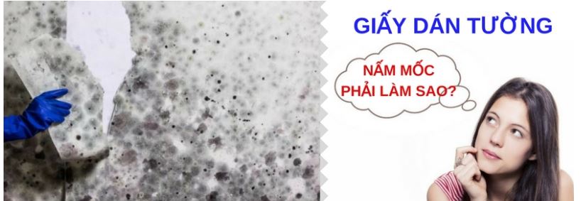 xu ly giay dan tuong bi nam moc